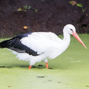 Adult stork walking in a pond filled with duckweed