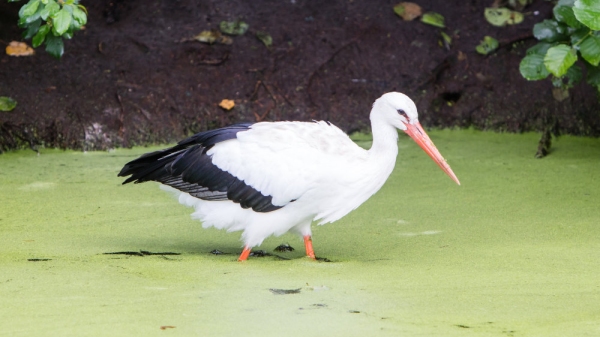 Adult stork walking in a pond filled with duckweed