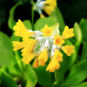 A close up of cowslip wild flowers