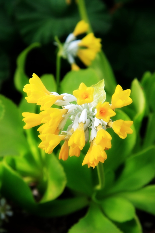 A close up of cowslip wild flowers