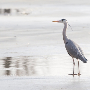 Blue heron standing on a frozen lake in a hard winter