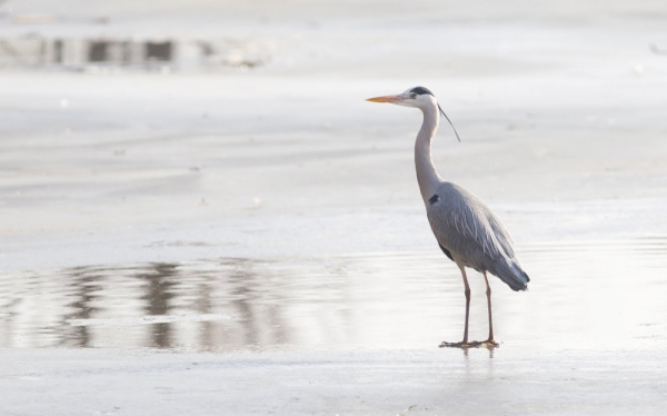 Blue heron standing on a frozen lake in a hard winter