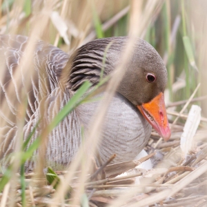 Greylag goose sitting on a nest - Hidden in the reeds