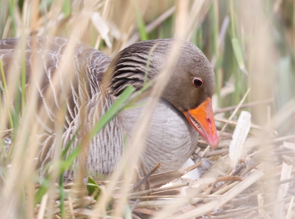 Greylag goose sitting on a nest - Hidden in the reeds