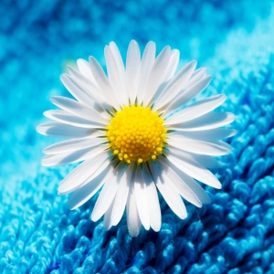 Daisy isolated on a blue towel - Selective focus