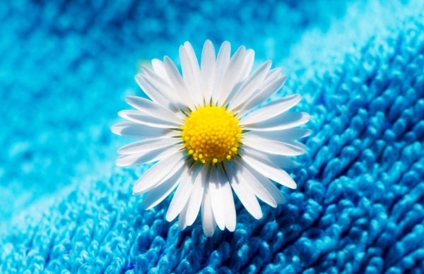 Daisy isolated on a blue towel - Selective focus