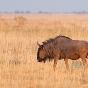 Blue wildebeest (Connochaetes taurinus) in the Makgadikgadi, Botswana