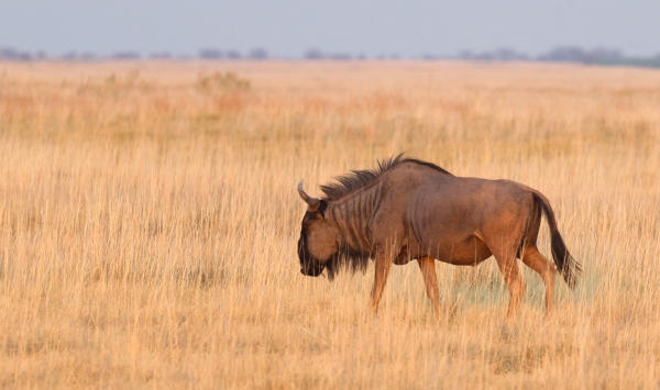 Blue wildebeest (Connochaetes taurinus) in the Makgadikgadi, Botswana