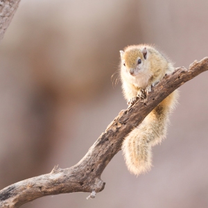 Tree squirrel ( Paraxerus cepapi) sitting in a tree, Botswana