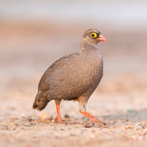 Red-billed francolin (pternistis adspersus) on the ground, Botswana