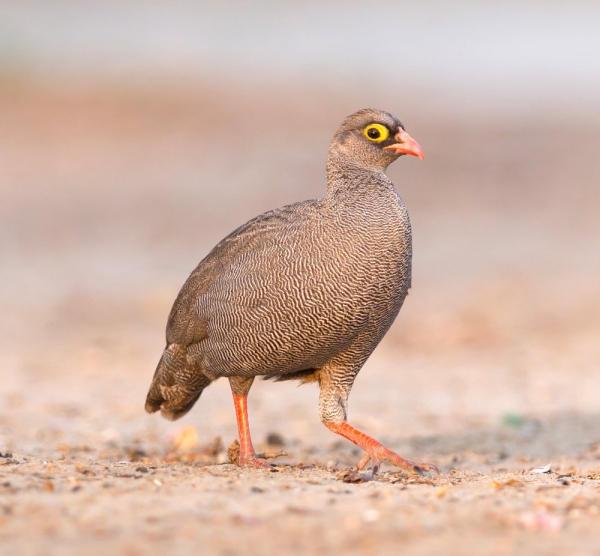 Red-billed francolin (pternistis adspersus) on the ground, Botswana