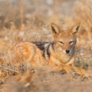 Black backed jackal (Canis mesomelas) in the morning sun, Kalahari, Botswana