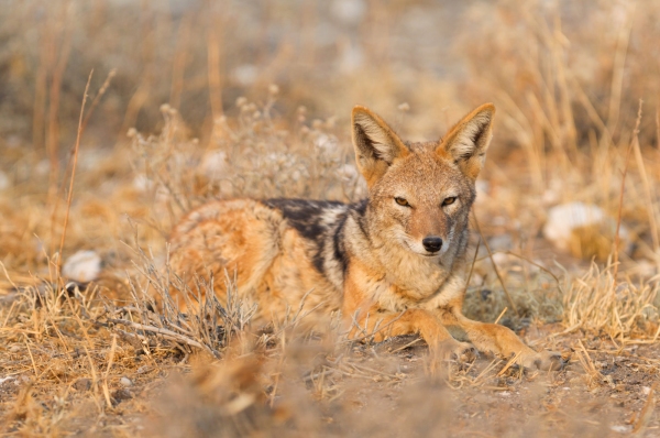 Black backed jackal (Canis mesomelas) in the morning sun, Kalahari, Botswana