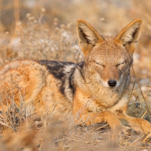 Black backed jackal (Canis mesomelas) in the morning sun, Kalahari, Botswana