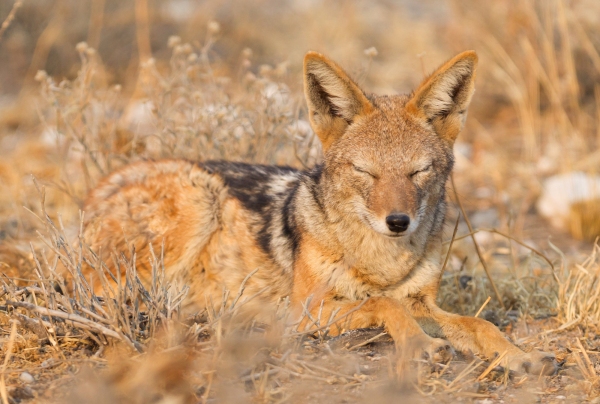 Black backed jackal (Canis mesomelas) in the morning sun, Kalahari, Botswana