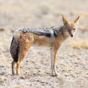 Black backed jackal (Canis mesomelas) walking in the Kalahari, Botswana