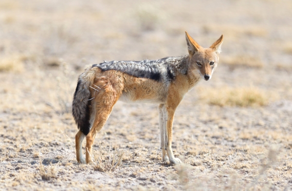 Black backed jackal (Canis mesomelas) walking in the Kalahari, Botswana