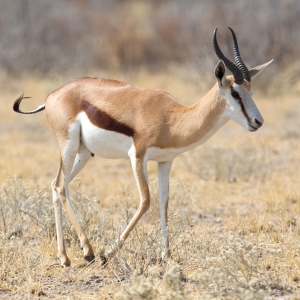 Springbok antelope (Antidorcas marsupialis) in its natural habitat - Botswana