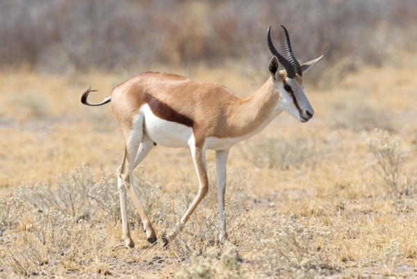 Springbok antelope (Antidorcas marsupialis) in its natural habitat - Botswana