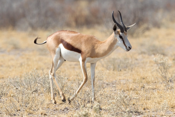 Springbok antelope (Antidorcas marsupialis) in its natural habitat - Botswana