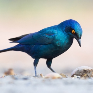 Close-up of a Cape Glossy Starling (Lamprotornis nitens), Botswana