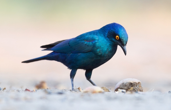 Close-up of a Cape Glossy Starling (Lamprotornis nitens), Botswana