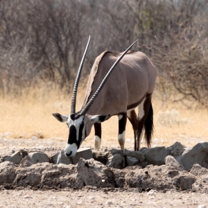 Oryx at a waterhole, Kalahari desert, Botswana