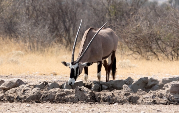 Oryx at a waterhole, Kalahari desert, Botswana