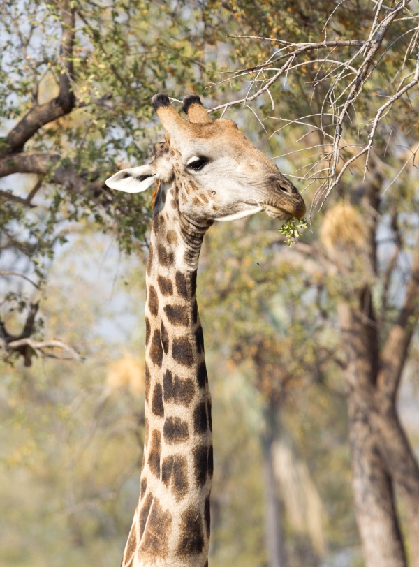 Giraffe (Giraffa camelopardalis) eating fresh leaves from a tree