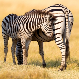 Plains zebra (Equus quagga) with young in the grassy nature, evening sun - Botswana