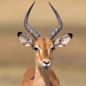 Common Impala (Aepyceros melampus) walking in the Kalahari