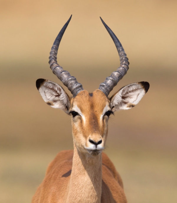 Common Impala (Aepyceros melampus) walking in the Kalahari