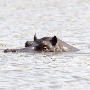 Adult hippo (Hippopotamus amphibius) in a pool, Botswana