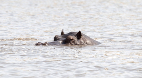 Adult hippo (Hippopotamus amphibius) in a pool, Botswana