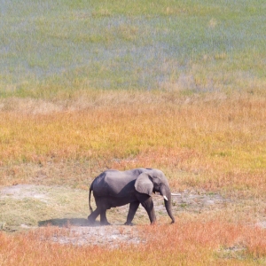 Single elephant wandering in the Okavango delta (Botswana), aerial shot