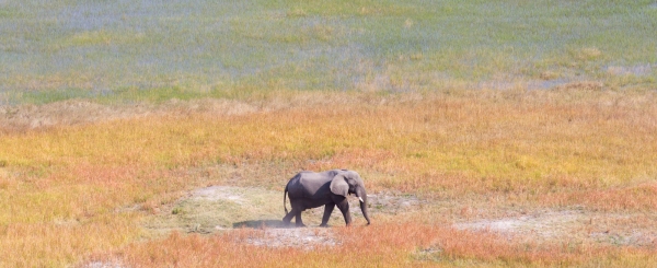 Single elephant wandering in the Okavango delta (Botswana), aerial shot