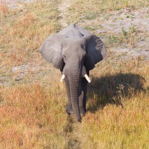 Single elephant walking on a wild track in the Okavango delta (Botswana), aerial shot