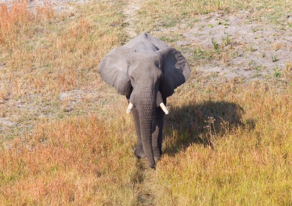 Single elephant walking on a wild track in the Okavango delta (Botswana), aerial shot