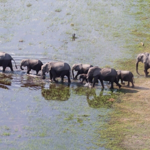 Elephant family crossing water in the Okavango delta (Botswana), aerial shot