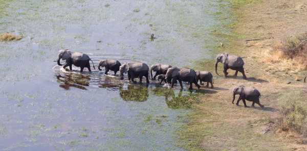 Elephant family crossing water in the Okavango delta (Botswana), aerial shot