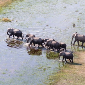 Elephant family crossing water in the Okavango delta (Botswana), aerial shot