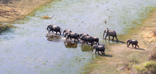 Elephant family crossing water in the Okavango delta (Botswana), aerial shot