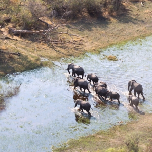 Elephant family crossing water in the Okavango delta (Botswana), aerial shot