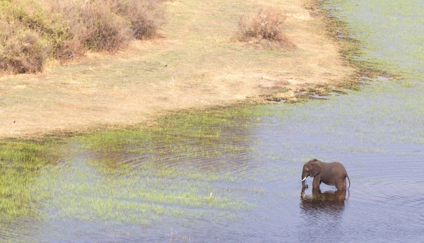 Elephant in the Okavango delta (Botswana), aerial shot