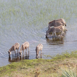 Wild African zebra in the Okavango delta - Botswana - Aerial view