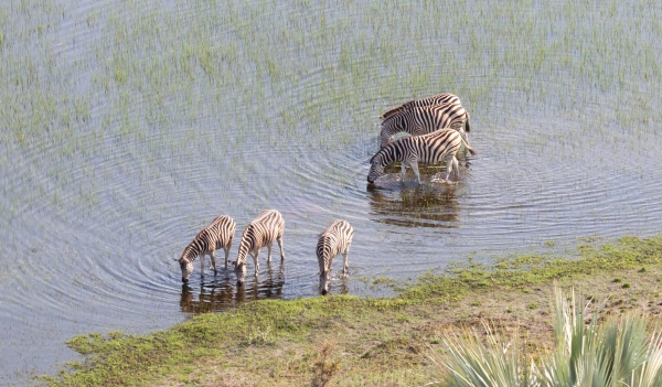 Wild African zebra in the Okavango delta - Botswana - Aerial view