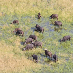 Water buffalo (Bubalus bubalis) in the Okavango delta, Botswana - Aerial shot