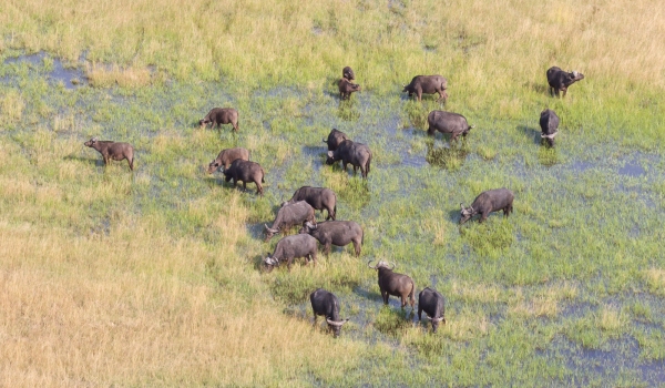 Water buffalo (Bubalus bubalis) in the Okavango delta, Botswana - Aerial shot