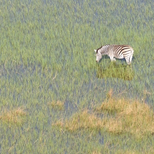 Wild African zebra in the Okavango delta - Botswana - Aerial view