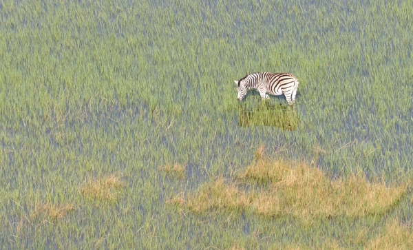 Wild African zebra in the Okavango delta - Botswana - Aerial view